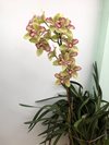 Cymbidium Isle 'Flamingo' 